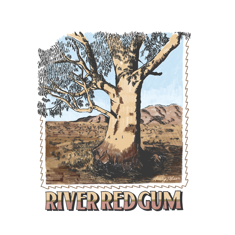 River Red Gum